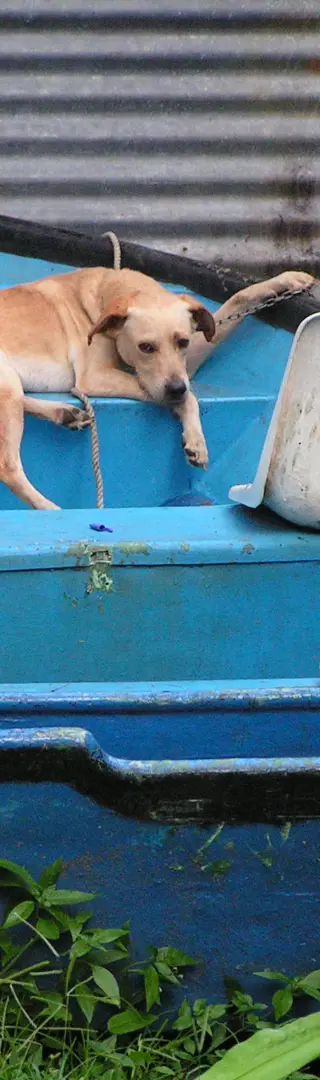 Tortuguero